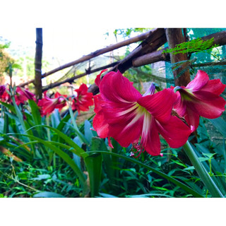 Củ giống hoa huệ đỏ