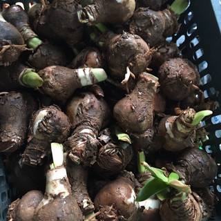 Củ giống hoa huệ đỏ