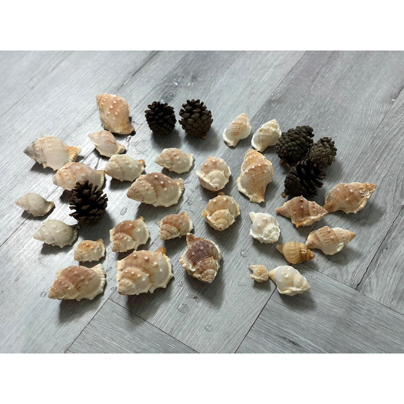 Vỏ ốc Rugosus, vỏ ốc Tù Và Gai Trắng, trang trí (sl: 1 vỏ như hình)