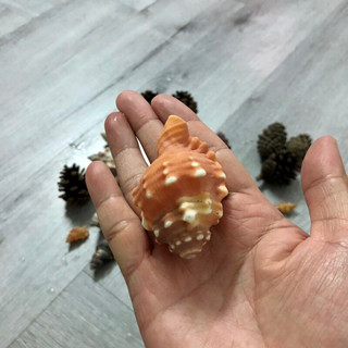 Vỏ ốc Rugosus, vỏ ốc Tù Và Gai Màu, trang trí
