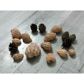 Vỏ ốc Rugosus, vỏ ốc Khế, trang trí