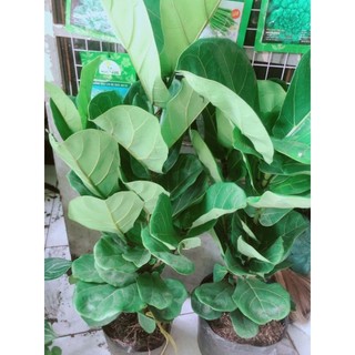 Bàng singapore cao 80-90cm
