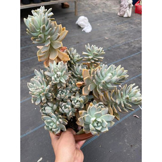 Sen đá tuyết 1 gốc