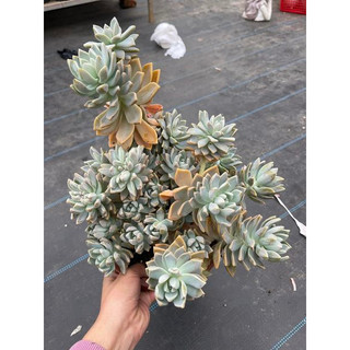 Sen đá tuyết 1 gốc