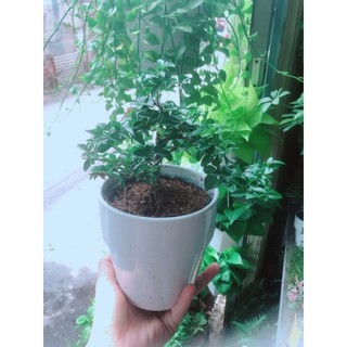 Chậu Cây Kim Quýt Bonsai