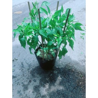 Cây ớt xiêm