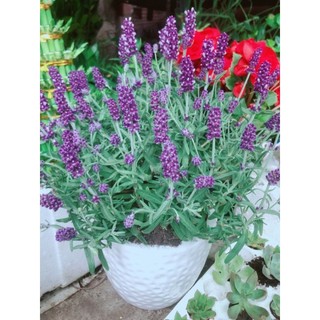 Chậu Cây Oải Hương