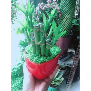 Chậu cây trúc phát tài