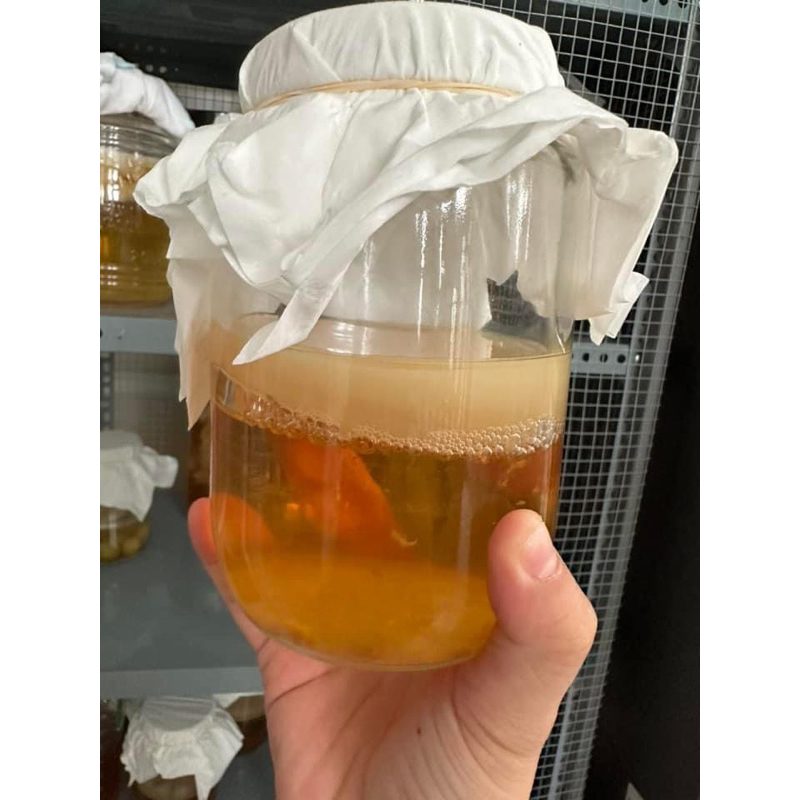 KOMBUCHA-Trà lên men vi sinh chứa probiotics giúp bảo vệ sức khoẻ