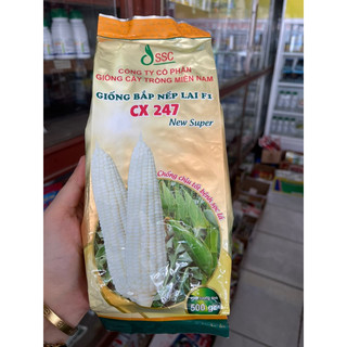 Hạt giống bắp nếp lai f1 cx 247 500g