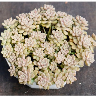 Sen đá kim tuyến mập size bầu 6-7cm