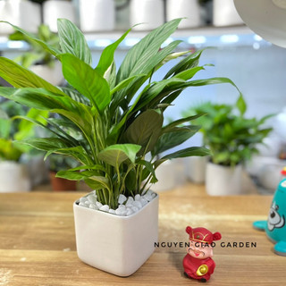 Cây lan ý chậu sứ để bàn dễ chăm sóc