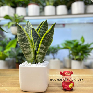 Cây lưỡi hổ viền vàng lọc không khí