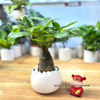 Cây kim ngân chậu sứ tròn để bàn dễ chăm sóc, làm quà tặng ý nghĩa