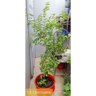 (Q.8 - GIAO 1-3H) Cây giống SƠ RI Gò Công.
