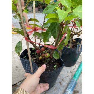 Chậu sung đang trái