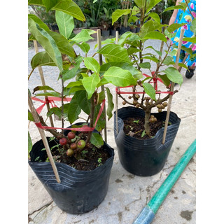 Chậu sung đang trái