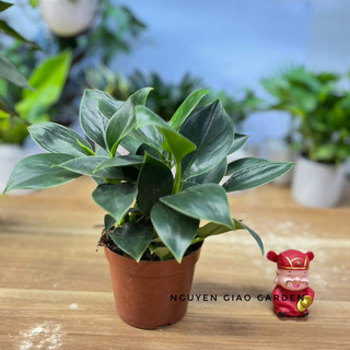 Cây trầu bà đế vương xanh chậu nhựa