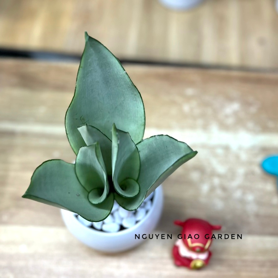 Cây lưỡi hổ bạch kim để bàn