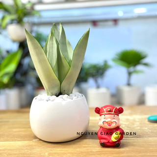 Cây lưỡi hổ bạch kim để bàn