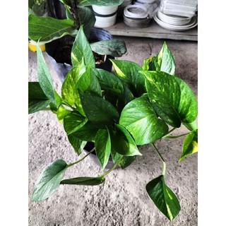 Cây trầu bà xanh dạng bụi