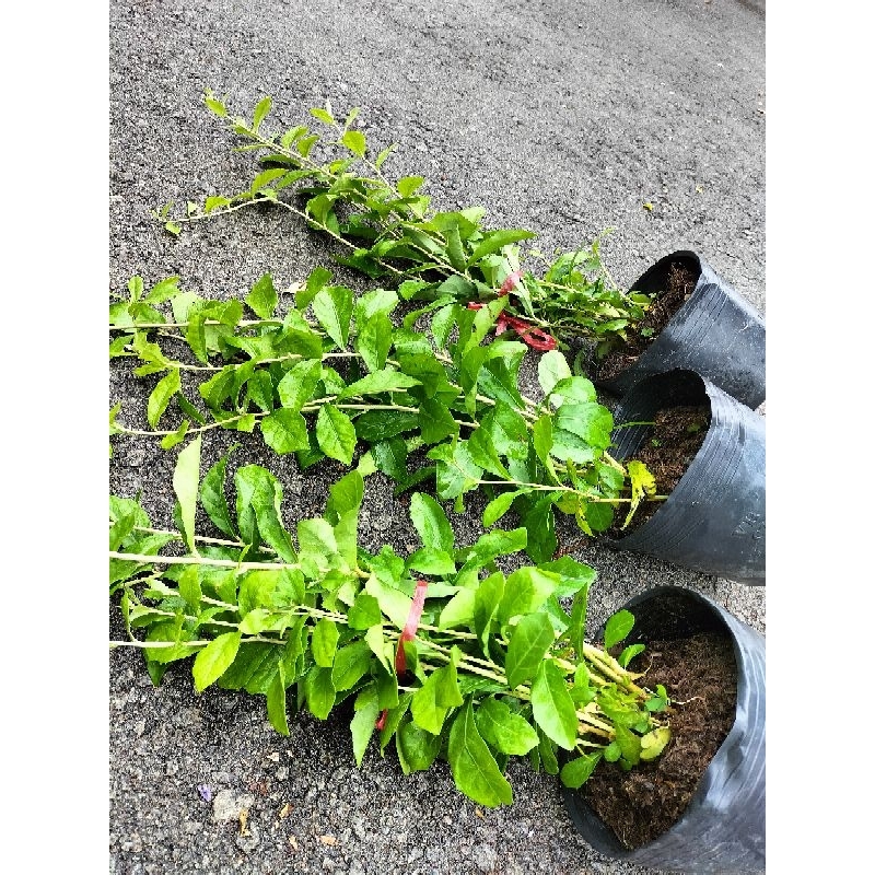 Combo 2 bụi cúc tần ấn độ dài 50-70cm giá siêu rẻ