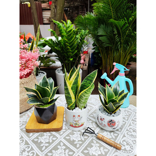 COMBO 3 CÂY CHẬU SỨ TỰ CHỌN ( KIM TIỀN ,LƯỠI HỔ, VẠN LỘC)