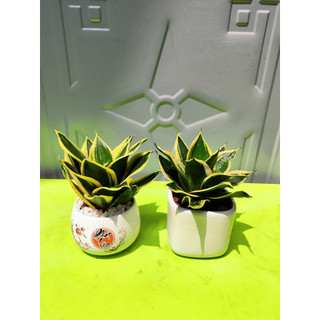 COMBO 3 CÂY CHẬU SỨ TỰ CHỌN ( KIM TIỀN ,LƯỠI HỔ, VẠN LỘC)
