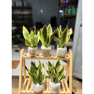 COMBO 3 CÂY CHẬU SỨ TỰ CHỌN ( KIM TIỀN ,LƯỠI HỔ, VẠN LỘC)
