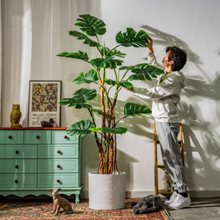 Cây Trầu Bà Lá Xẻ - Cây cảnh giả - Cây trang trí cao cấp