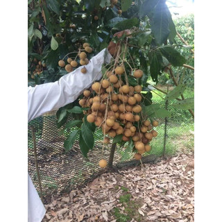 cây GIỐNG NHẴN KHÔNG HẠT ( cây cấy mô cao 40-50cm)