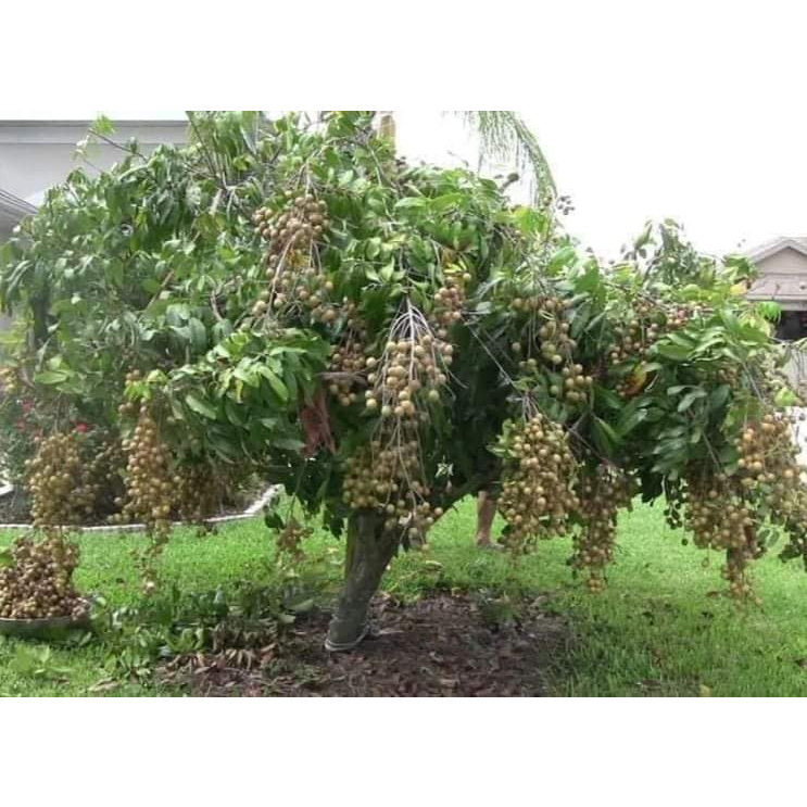 cây GIỐNG NHẴN KHÔNG HẠT ( cây cấy mô cao 40-50cm)