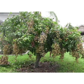 Cây giống nhẵn không hạt