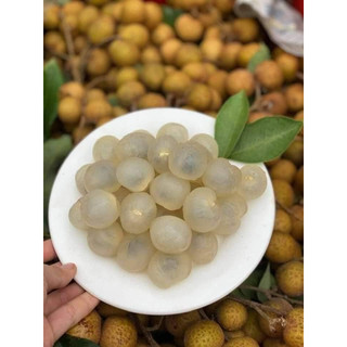 cây GIỐNG NHẴN KHÔNG HẠT ( cây cấy mô cao 40-50cm)