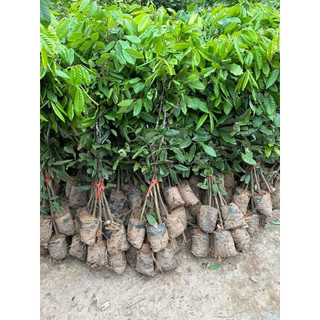 cây GIỐNG NHẴN KHÔNG HẠT ( cây cấy mô cao 40-50cm)