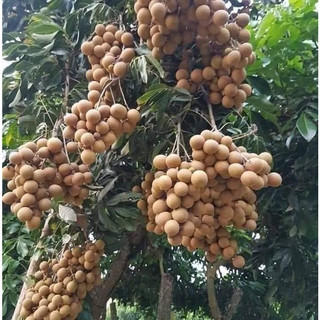 cây GIỐNG NHẴN KHÔNG HẠT ( cây cấy mô cao 40-50cm)
