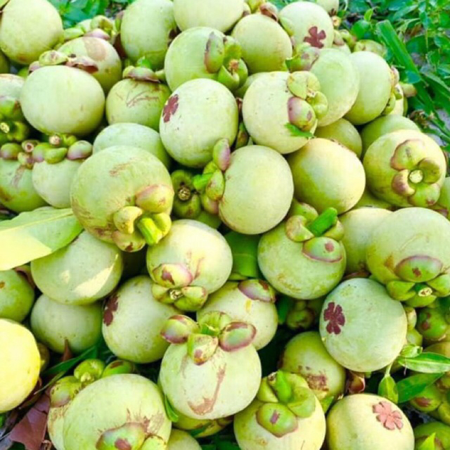 MĂNG CỤT SỐNG - CHÍN (1kg nguyên trái hoặc lột vỏ sẵn) -10 trái /kg | Hàng sẵn giao ngay