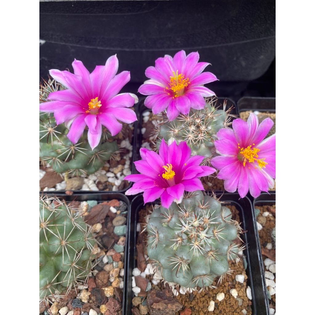 Xương rồng Escobaria giá rẻ - hoa to - siêng hoa. Ship cây ngẫu nhiên không hoa hoặc đang nụ nếu có