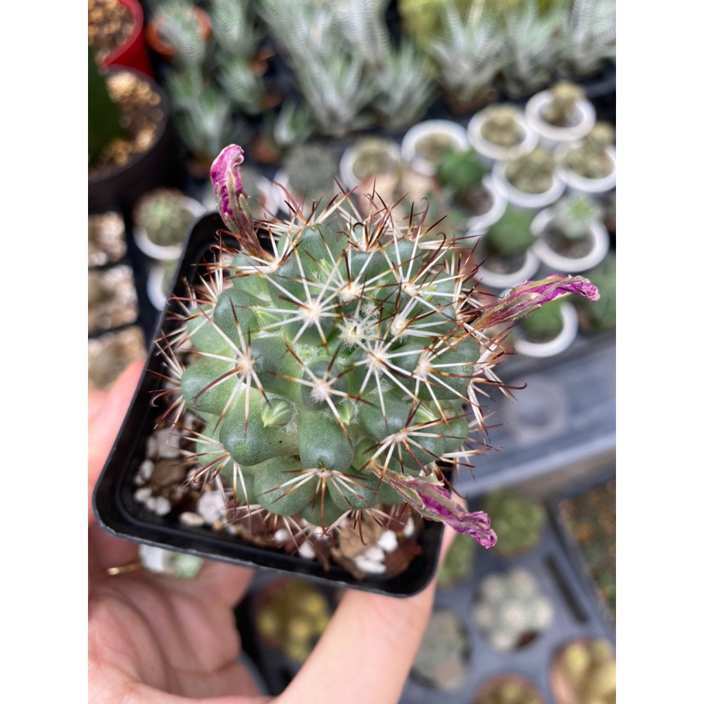 Xương rồng Escobaria giá rẻ - hoa to - siêng hoa. Ship cây ngẫu nhiên không hoa hoặc đang nụ nếu có