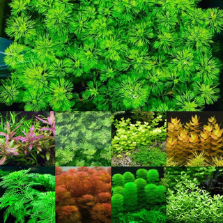 [Tổng hợp]Cây Thủy Sinh cắt cắm không cần CO2, dễ sống(lá cạn)