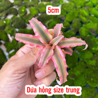 Dứa tiểu phụng đủ size