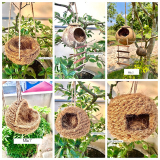 Tổ chim( chào mào, choè, khướu..) tổ ốc, hang bò sát