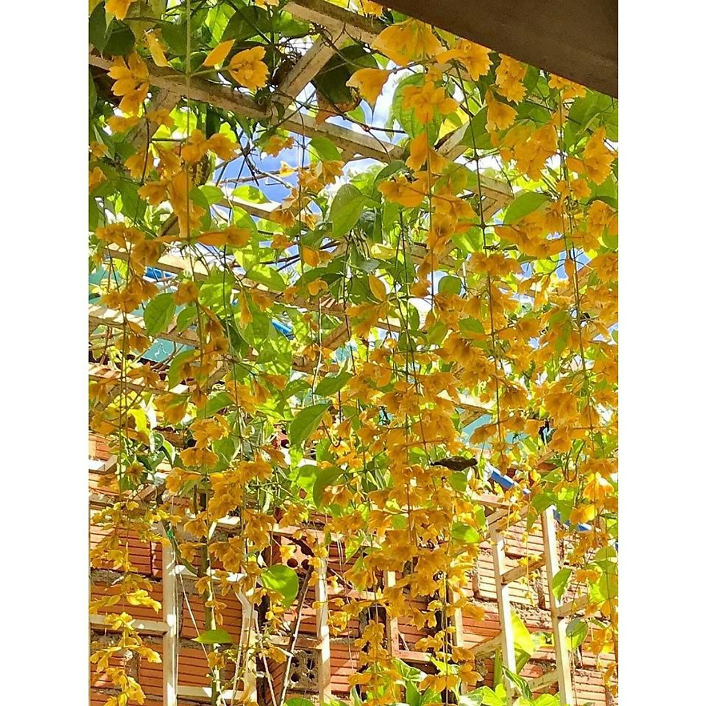 10 Hạt giống leo lan Hoàng Dương, cây leo khỏe, ra hoa quanh năm, phù hợp trồng ban công, tường nhà