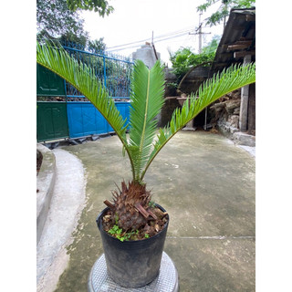 Cây vạn tuế cao 40-50cm