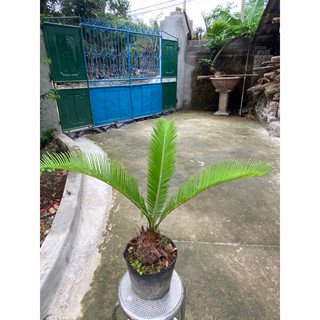Cây vạn tuế cao 40-50cm (củ to đẹp)