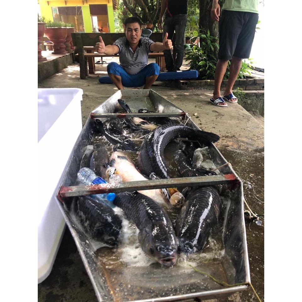 Thính trắm đen Ngư Vương, Thính Câu Cá chuyên đen chép