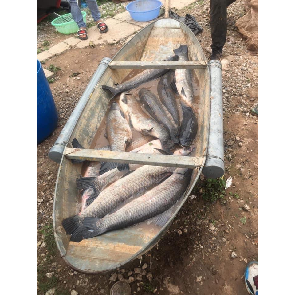 Thính trắm đen Ngư Vương, Thính Câu Cá chuyên đen chép