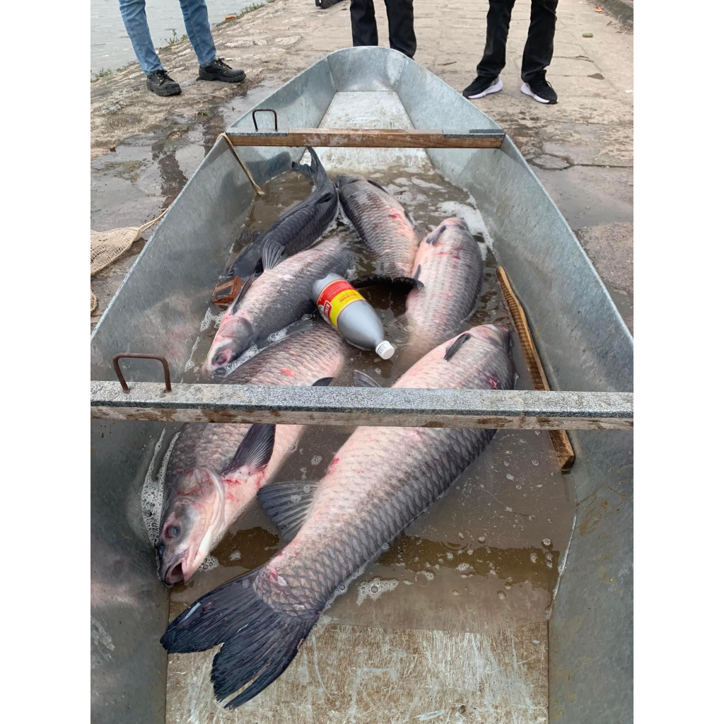 Thính trắm đen Ngư Vương, Thính Câu Cá chuyên đen chép