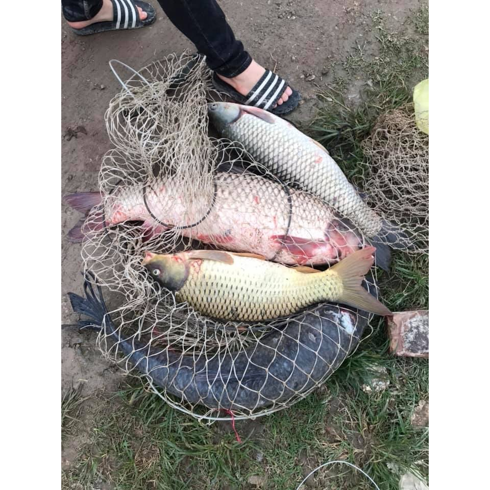 Thính trắm đen Ngư Vương, Thính Câu Cá chuyên đen chép