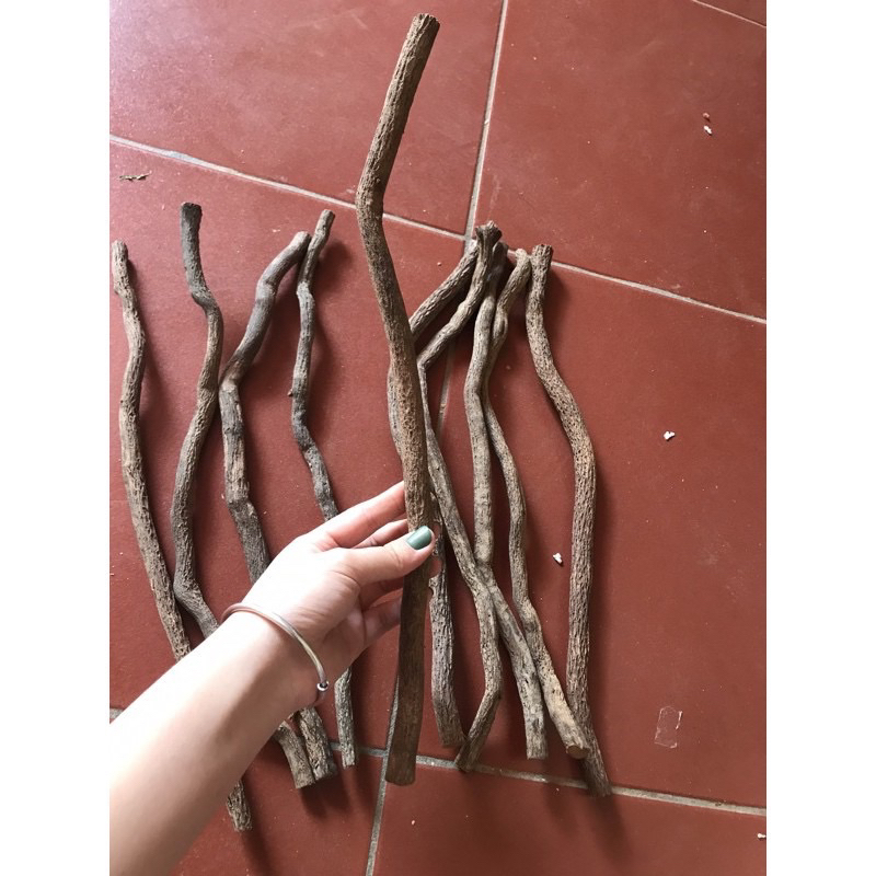 Phôi cầu thuốc lồng chim chào mào giữ chân ấm, chữa run chân hiệu quả chất lượng Phụ kiện Thành Khang